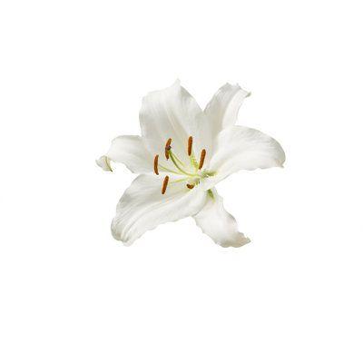 Celestial Blooms: Stardust Flower Ensemble